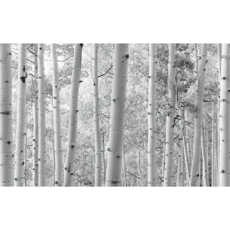 Komar Vliesová fototapeta Espenwald 450 x 280 cm