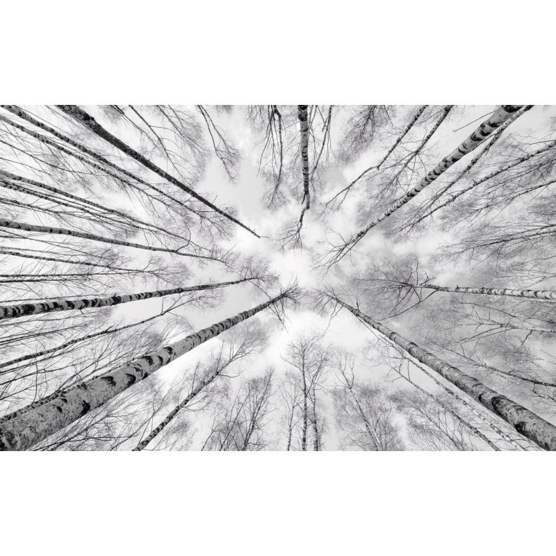 Komar Vliesová fototapeta White-blue 450 x 280 cm