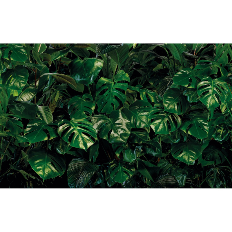 Komar Vliesová fototapeta Tropical Wall 400 x 250 cm