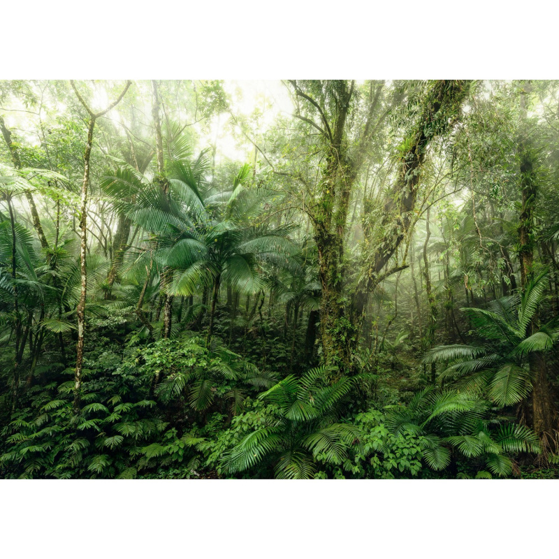 Komar Vliesová fototapeta Mindfulness 350 x 250 cm