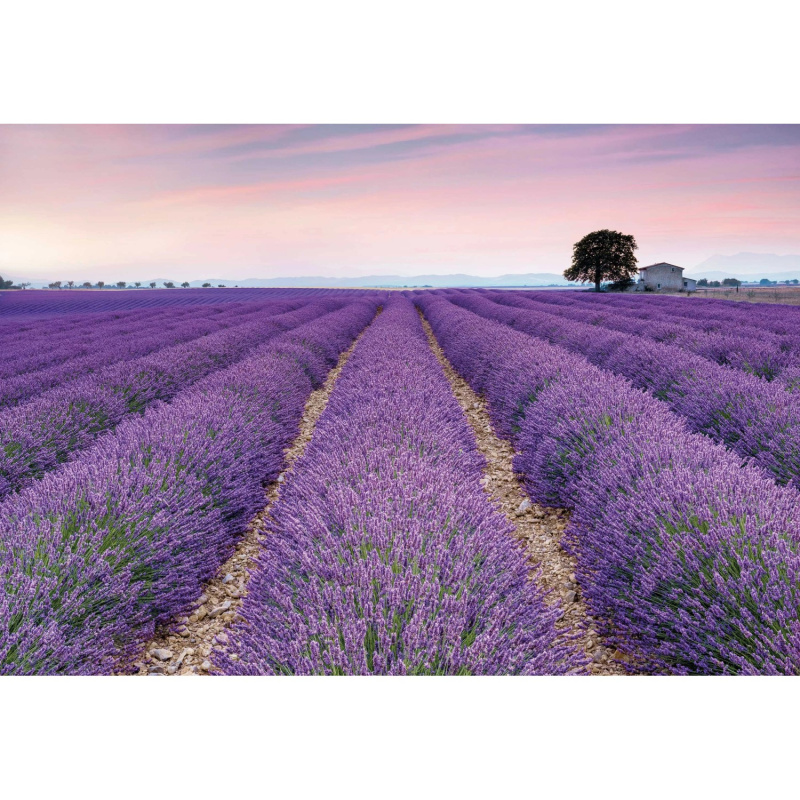 Komar Vliesová fototapeta Provence 400 x 260 cm