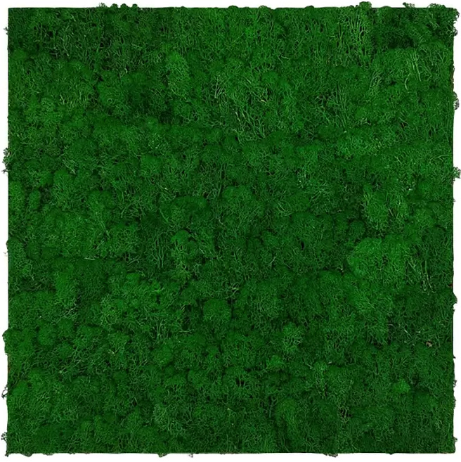 Nástěnný mechový panel Jangal Modular Wall / 52 x 52 cm / přírodní zelená Varianta: ivi1