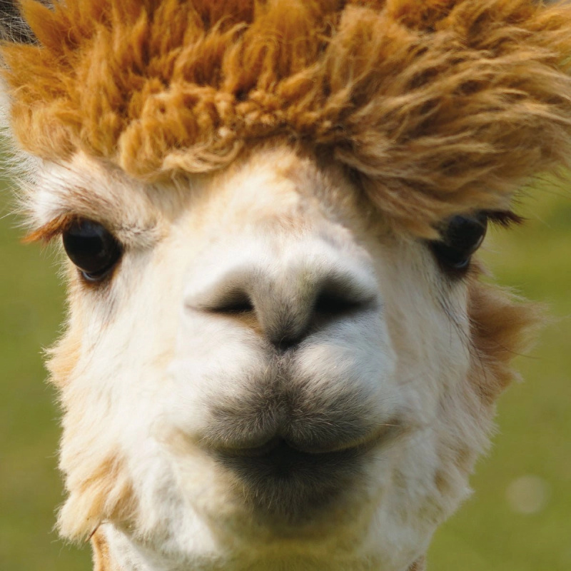 Čtvercové puzzle CURIOSI Q Animal Alpaka 66 dílků