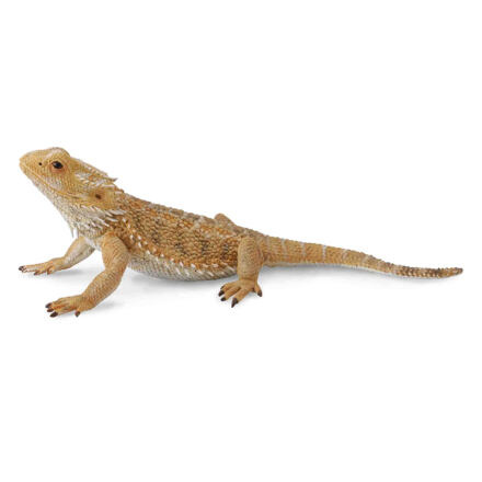 COLLECTA Agama vousatá