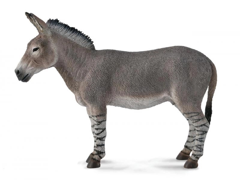 Collecta Osel Africký