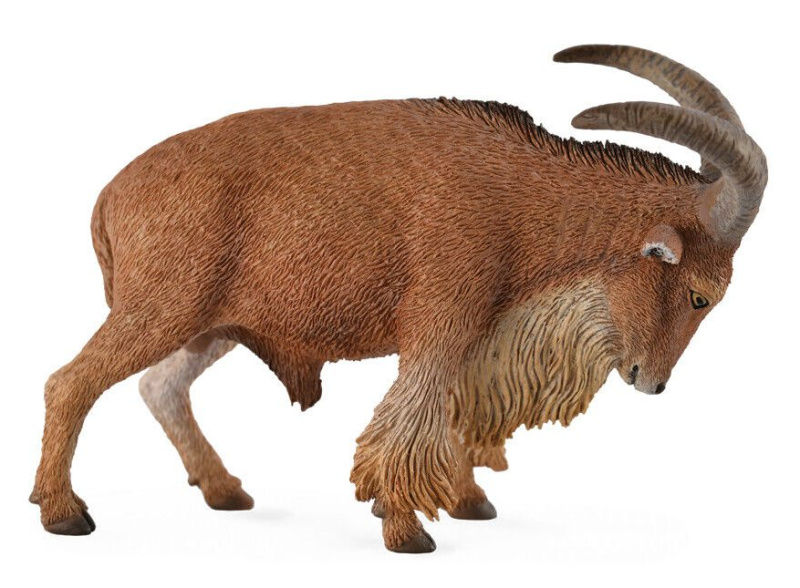 Paovce hřivnatá Collecta