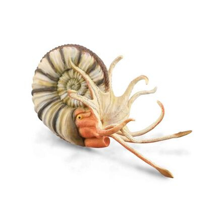 Pleuroceras amonit