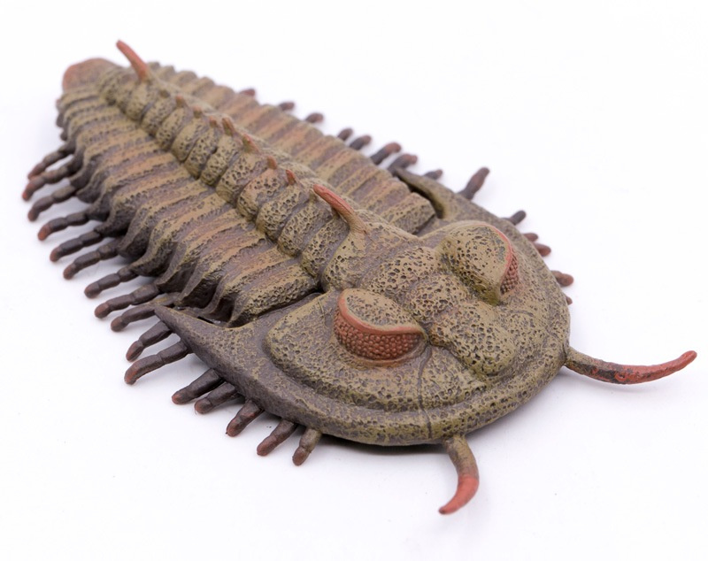 COLLECTA Redlichia Rex trilobit