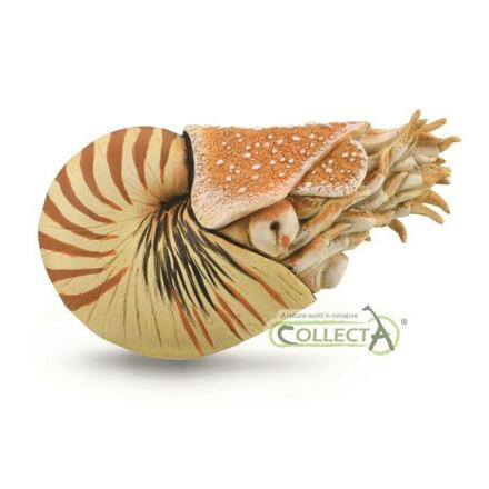 COLLECTA Loděnka hlubinná