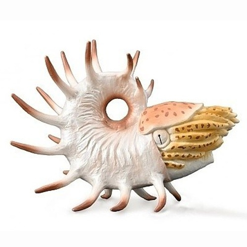 COLLECTA Cooperoceras