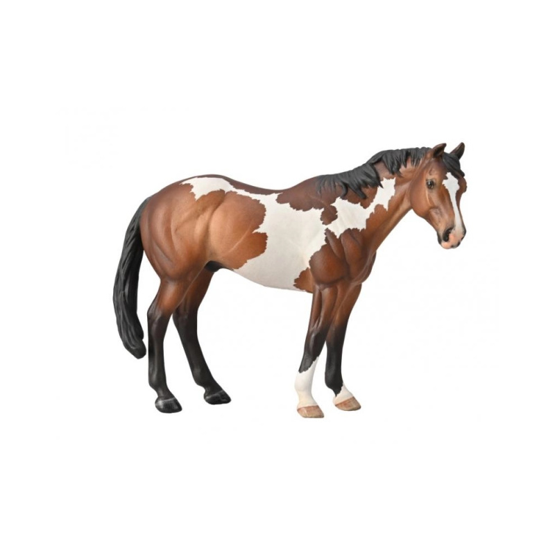 Hřebec Appaloosa Bay Overo Paint