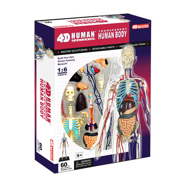 4D Master - Anatomie člověka - Transparentní tělo 33 cm