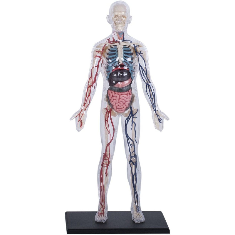 4D Master - Anatomie člověka - Transparentní tělo 33 cm