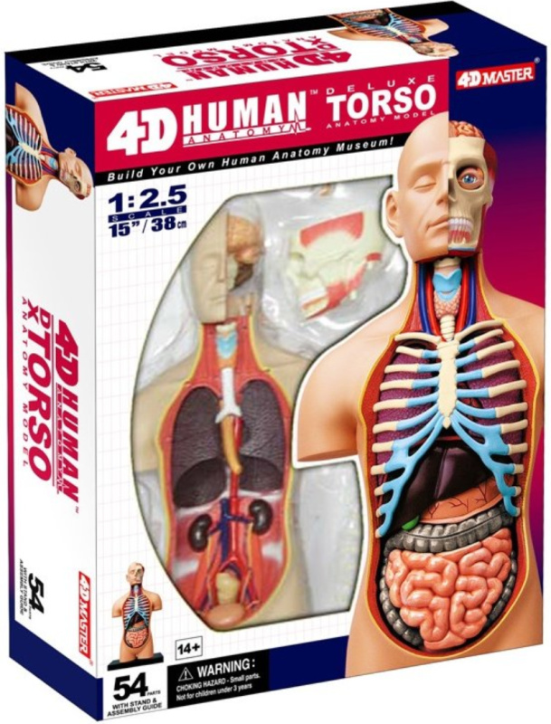 4D Master - Anatomie člověka - Deluxe Torzo Model 38 cm