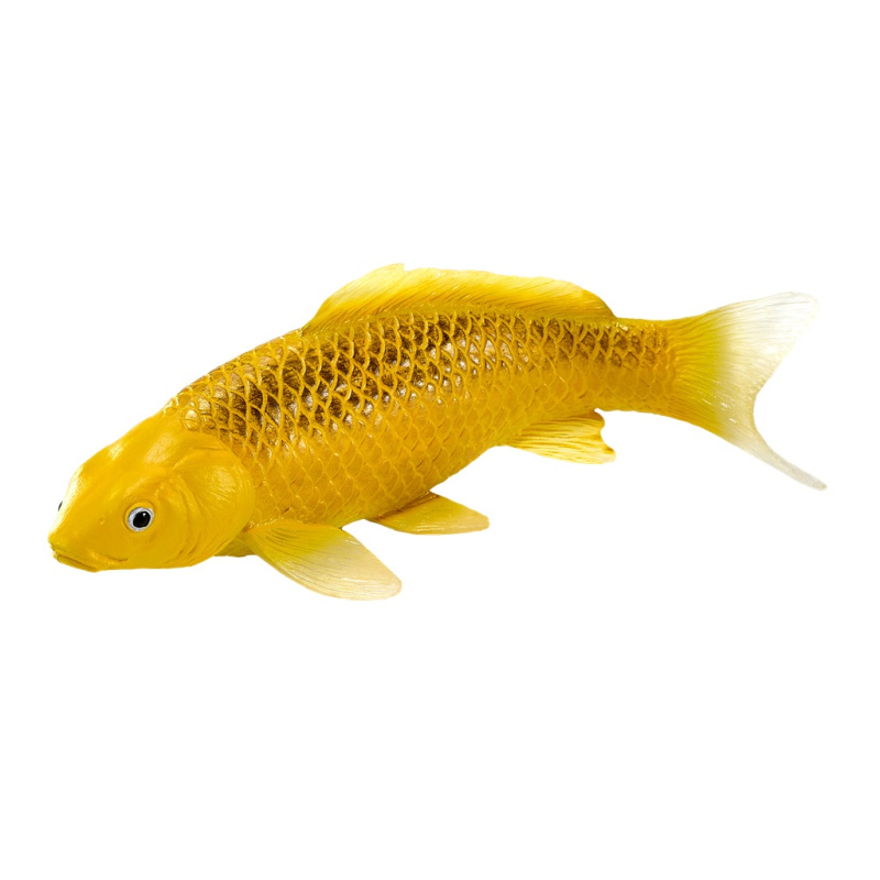 Mojo kapr koi Matsuba