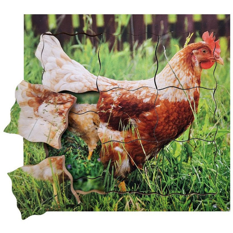 Just Jigsaws 640 Slepice a její životní cyklus - dřevěné vrstvené puzzle 19 dílů