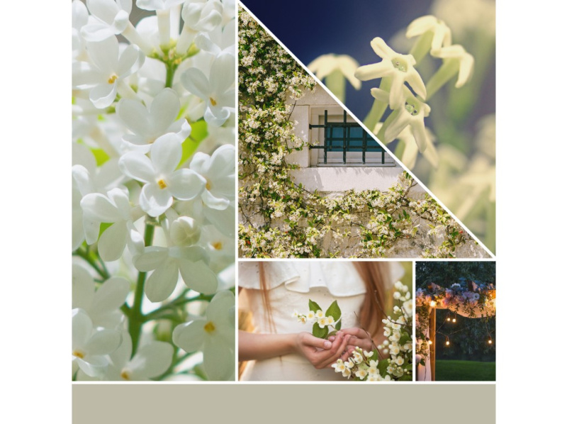 Yankee Candle Midnight Jasmine vosk do aromalampy 22 g