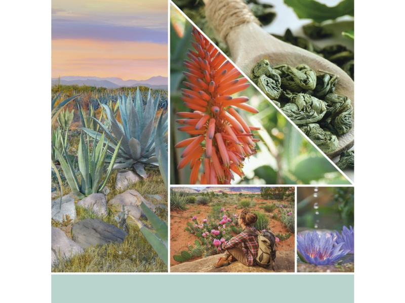 Yankee Candle Aloe & Agave vonná svíčka 567 g