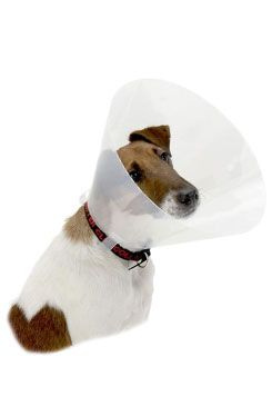 KRUUSE Límec ochranný BUSTER plastový Clic Collar 40cm