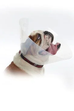 BUSTER E-Collar Brachy plastový ochranný límec 1 ks, Velikost: S