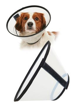 KRUUSE Límec ochranný BUSTER plastový Quick Collar 12,5cm