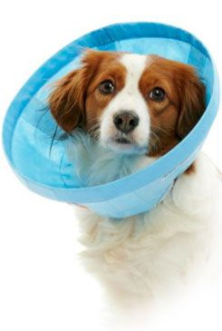 KRUUSE Límec ochranný BUSTER Soft Flex Collar 20cm