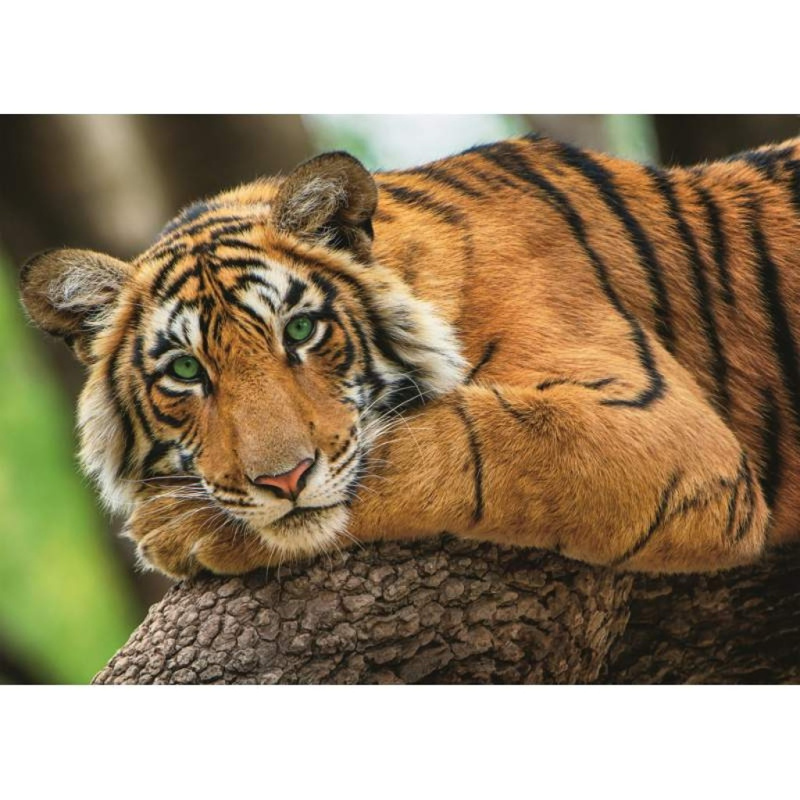 TREFL Tygří portrét 500 dílků