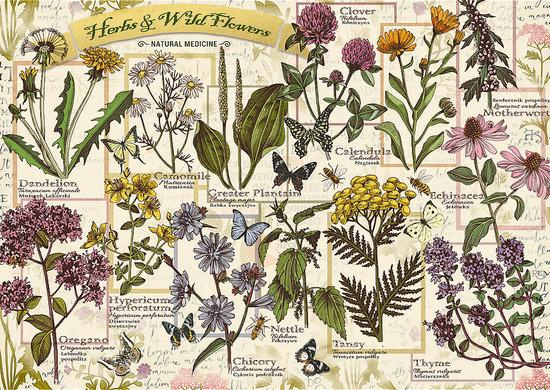 TREFL Herbarium Léčivé byliny 500 dílků