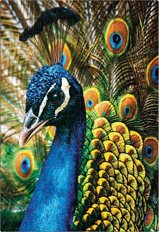 Puzzle Barevná Příroda: Páv 250 dílků