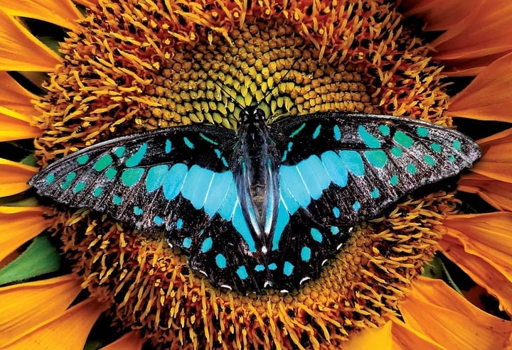 Interdruk puzzle Barevná příroda: Motýl 250 dílků