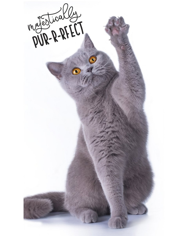 Carbotex Froté ručníček Jeho Výsost Kocourek