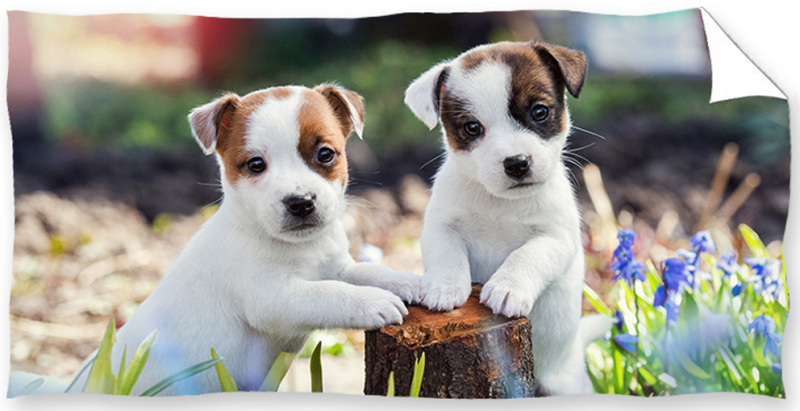 Carbotex Froté osuška Bráškové Jack Russell Teriér