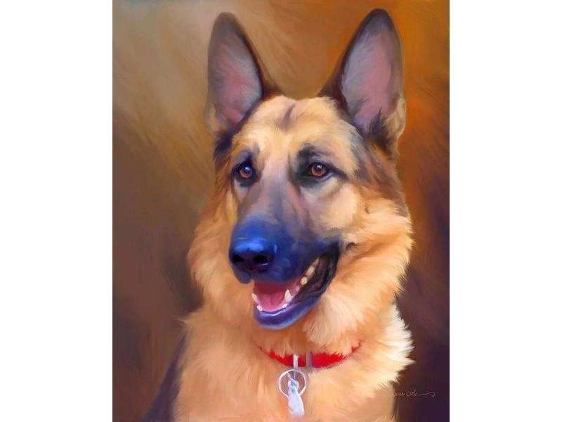 Obraz k malování podle čísel v rámu 40 × 50 cm – pes německý ovčák