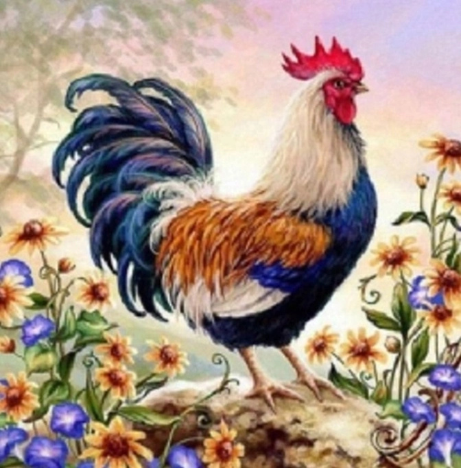 Norimpex malování podle čísel Kohout v květinách 40 × 50 cm
