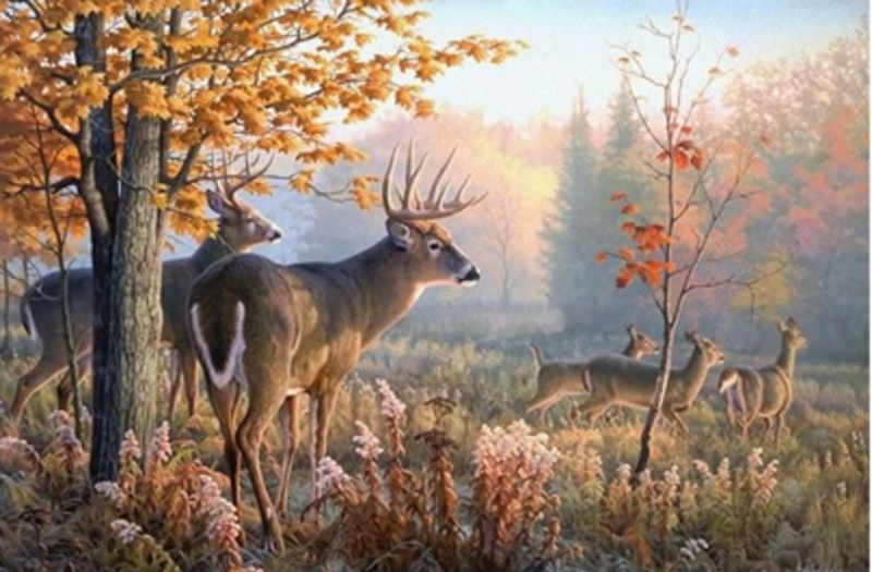 Norimpex Diamantové malování Jeleni v ranní mlze 30 x 40 cm