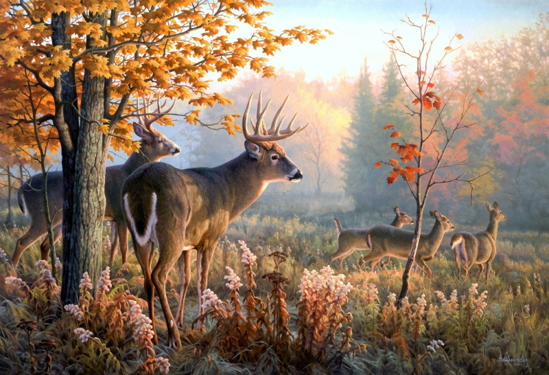 Norimpex Diamantové malování Jeleni v ranní mlze 30 x 40 cm