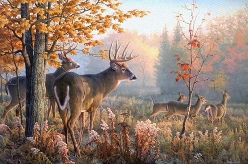 Norimpex Diamantové malování Jeleni v ranní mlze 30 x 40 cm