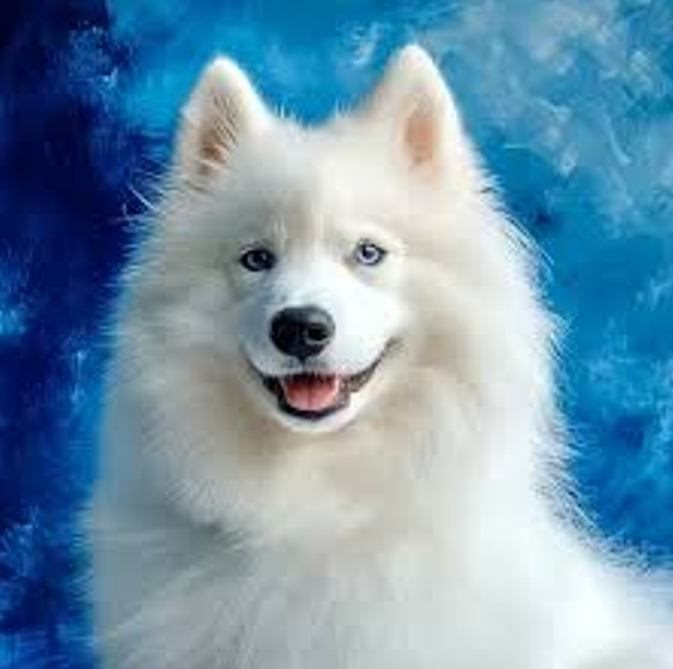 diamantové malování samojed 30 × 40 cm