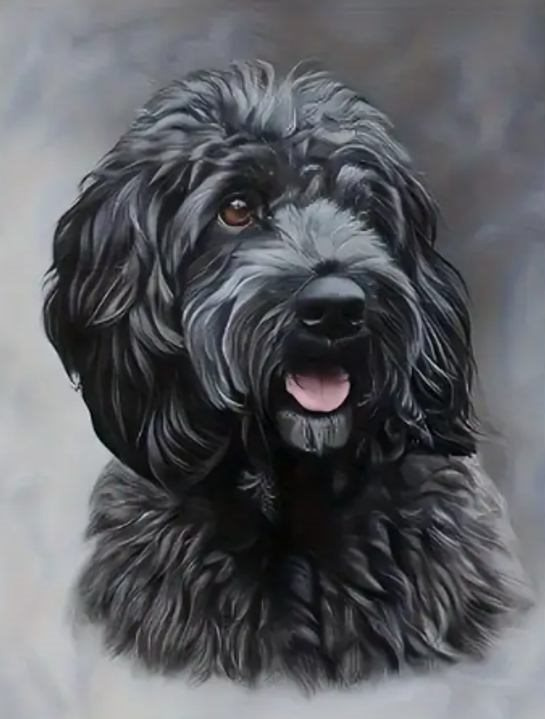 diamantové malování černý cockapoo 30 × 40 cm