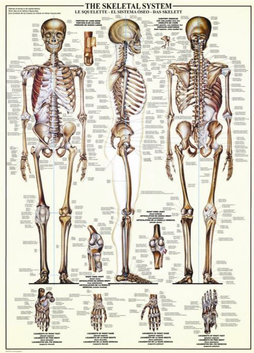 Puzzle Kosterní soustava 1000 dílků