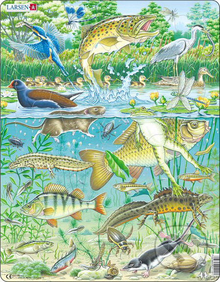 Jazierko (FH19) - puzzle z kategorie Naučné puzzle