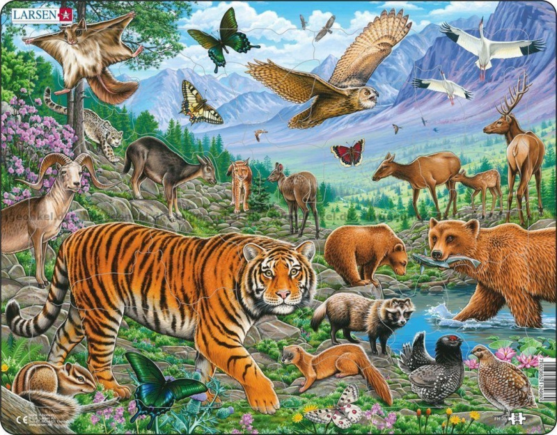 Amurský tiger puzzle FH39 - puzzle z kategorie Naučné puzzle