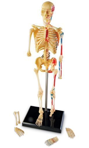 Anatomický model lidské kostry Montessori