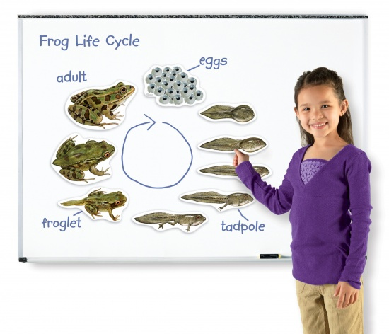 Magnetický životní cyklus - Žába Montessori