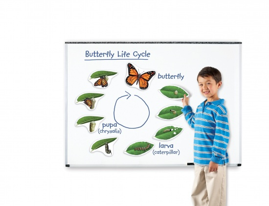 Magnetický životní cyklus - Motýl Montessori
