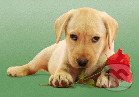 Dog with Rose - puzzle z kategorie Zvířata
