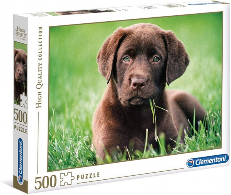 Chocolate puppy