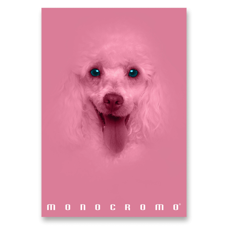 Školní sešit PIGNA Monocromo Pink - A4, linkovaný, 38 listů, mix motivů