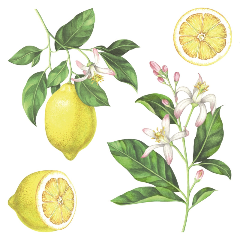 Crearreda Samolepicí dekorace 54122 motiv citrony, vel. M