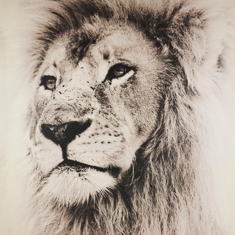 FALC Obraz tištěný na plátně Lev 80 x 80 cm